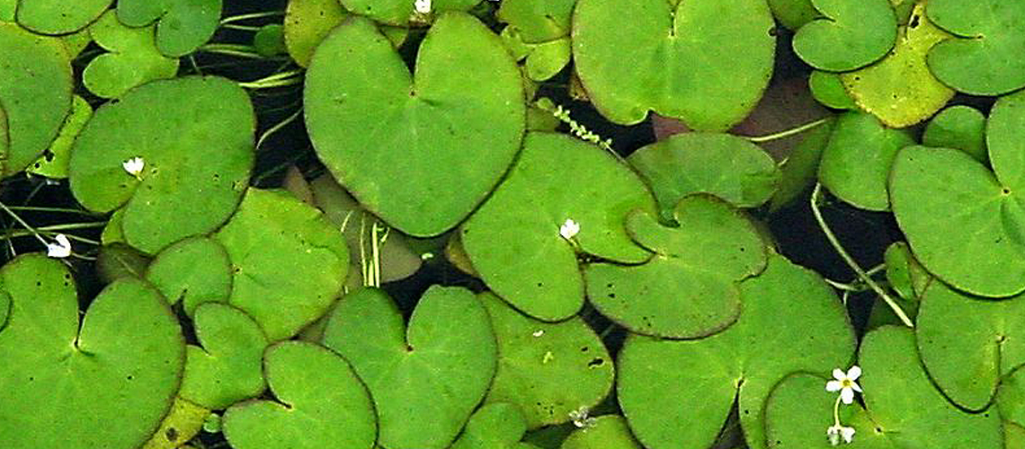 Hydrophylla